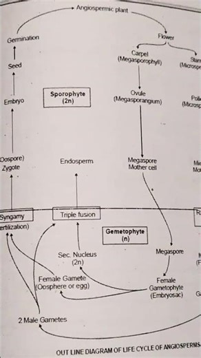 Outline diagram of life cycle of angiosperms