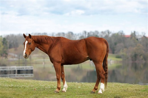 TADPOLE - Platinum Equine Auction