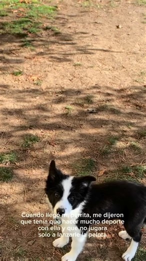 ⓓⓞⓡⓞⓣⓔⓐ🐾🥏 on Instagram: "🤩🤩🤩🤩 #sports #dogvideo #dogtricks"