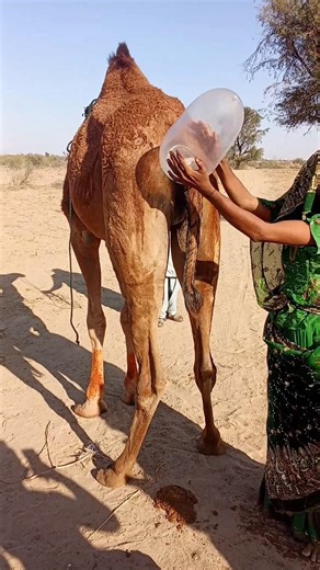 بعير واقف وبالون معلق خلفه