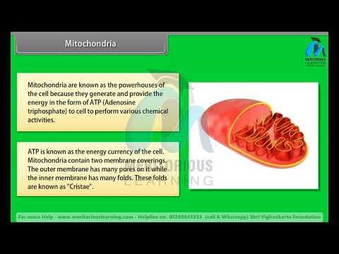 Class 9th SCIENCE | The Cell Organelles | English Medium | Meritorious Learning #onlineclasses