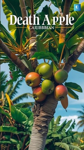 Manchineel Tree : The Most Dangerous Tree In The World