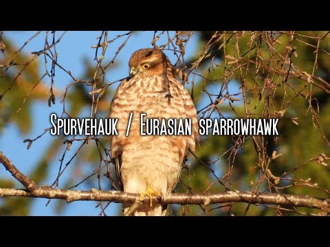Spurvehauk / Sparrowhawk #nature #hawk #norway