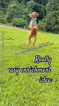 Easy and fun enrichment idea for your dog & you!