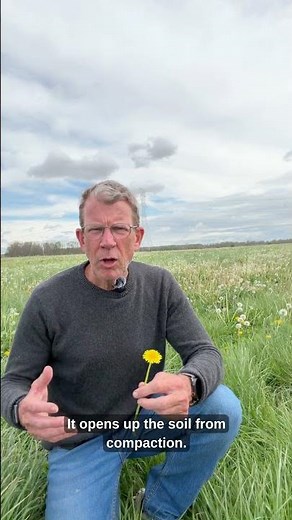 Why Dandelions Help Our Pastures | Soil Health and Grassfed Beef