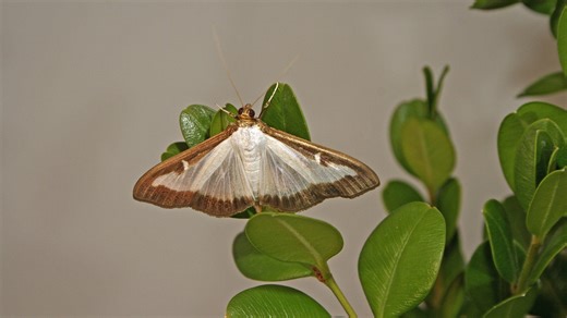 Have a boxwood in your yard? You need to check for a moth infestation