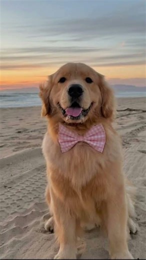 Golden Retriever’s/golden lab mixes!!!!!!!