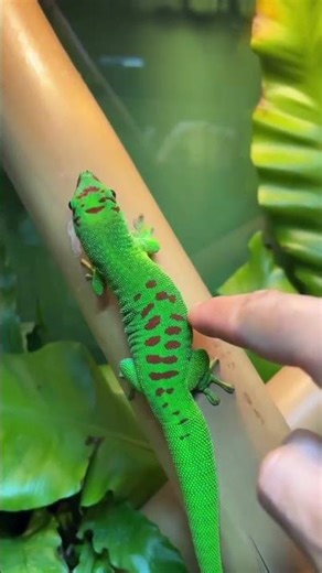 Madagascar Day Gecko 🦎✨ | Bright Colors & Amazing Climber
