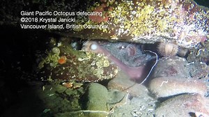 Yes, yes it will really make your life better to know how octopuses poo. See this video with much more detail on octopus digestion in my blog at https://themarinedetective.com/2018/11/26/how-do-octopuses-poo. Why share? I solidly believe the world can be a better place through understanding and respecting the commonalities and differences of others AND through marvelling at the natural world. :) We all gotta get rid of waste. With very great thanks to Krystal Janicki for her video and to Neil Mc