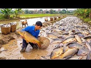 100 Days Harvesting All the Carp from the Pond and Transporting Them to the Rural Market for Sale