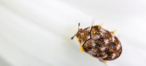 How to Kill Carpet Beetles the Natural and Safe Way | DoItYourself.com