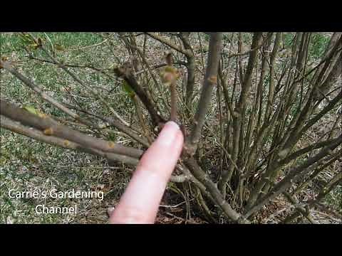 why I prune lilac bushes after they bloom, how to trim dead branches out of a lilac bush