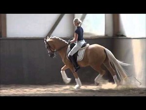 www.dressage-talents.com / Dooley Deluxe