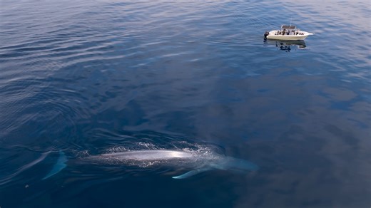 151K views · 1.4K reactions | Meet the world's biggest baby: the blue whale.  New episodes of The Americas – watch NBC on Peacock TV. | NBC | Facebook