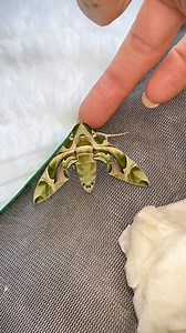 The colour!! 💚 his patterns are incredible too, Daphnis nerii hawk moth. This is the first time iv had them. These moths do feed and although I’m hoping they’ll self feed only time will tell | Jumping spider & Moth life