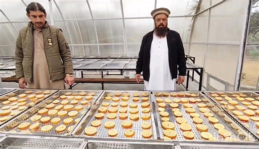 Drying Orange Slices with Hybrid Solar Tunnel Drier On January 2, 2026, orange slices were dried using a Hybrid Solar Tunnel Drier at the Food Technology Lab, under the guidance of Dr. Shahzada Arshad Saleem Saddozai. This technology was first made for drying and ripening of Dates and is now used at 46 places in Paniaylia, Pharapur, and Dhakki, showing that it works well for different fruits. The Hybrid Solar Tunnel is eco-friendly, low cost, and saves energy. It helps reduce food waste and supp