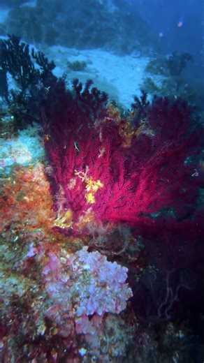 Iconic Mediterranean Red Gorgonian #scubadiving #marinelife #croatia