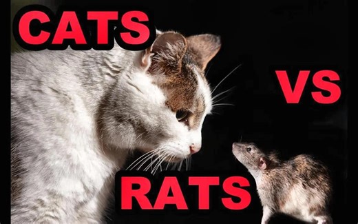 [Joseph Carter the] 关于猫和老鼠的真相