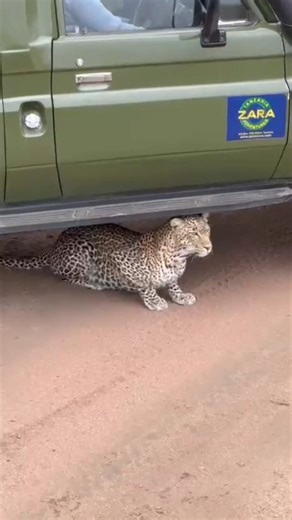madeal on Instagram: ""An unforgettable encounter with nature's stealthy predator! 🐆💨 We watched in awe as a magnificent leopard stalked its prey, gracefully weaving through the tall grass. The adrenaline surged as it slipped right under our car, a heartbeat away from us! The thrill was palpable, but thankfully, everyone emerged unscathed. This breathtaking moment reminded us of the raw beauty and unpredictability of the wild. It’s a powerful reminder to respect nature and cherish these incred