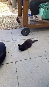 oh un caillou! 😂🐱#chaton #chatonmignon #decouvertedumonde #animaux #loveanimals | Le Monde des Animaux