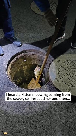 Rescue of a Meowing Kitten from the Sewer