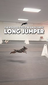 81K views · 2.2K reactions | Olympic Long Jumping… Dog? | RundownRiver | Facebook