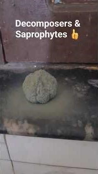 Decomposers Functions & Saprophytes experimental explanation 👍