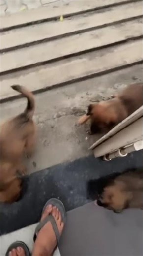 Try to always help the god’s beautiful creatures ❤️🙏 god came our home with little 🐾 paws🥰🥰