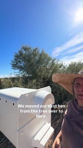 1.7K views · 35 reactions | Originally we had the nest box tucked too far into the shade tree. Even though the owls in AZ need shade and brush for a safe install, we have to be careful not to tuck them too far under the branches... or the Owls will not use them. If you're thinking about installing an owl habitat right now is the best time to do so. Check out our website for different options. #wildlifeconservation #deermouse #owlbox #agriculture | Arizona Wildlife Resource | Facebook