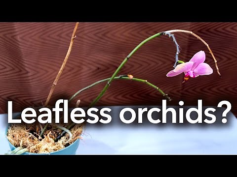 Orchids Roots Can Replace The Leaves!