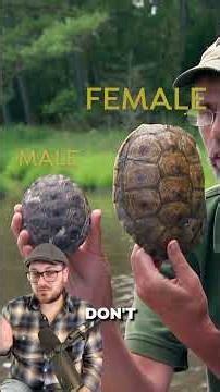 This Turtle Almost Went Extinct… Because of Soup #AnimalABC