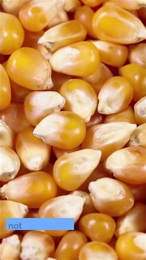 The Worst Option You Choose : The Decoy Effect