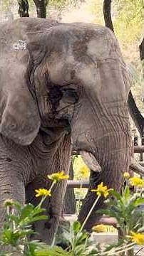 Después de 32 años en cautiverio, la elefanta Pupy será trasladada a un santuario en Brasil