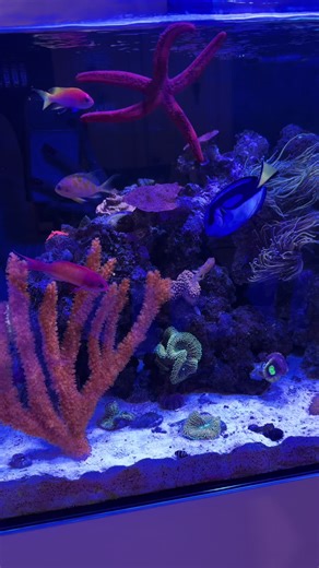 Exciting Moments with Dory: A Reef Aquarium Adventure