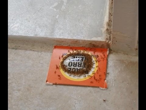 How to Get Rid of Sugar Ants in Home