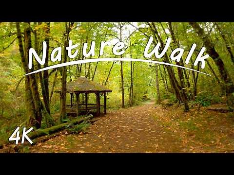 Autumn Woods | 4K Nature Walk | Peaceful Forest Sounds | Pacific Northwest