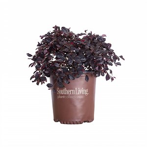 Purple Diamond Loropetalum | Shop Online