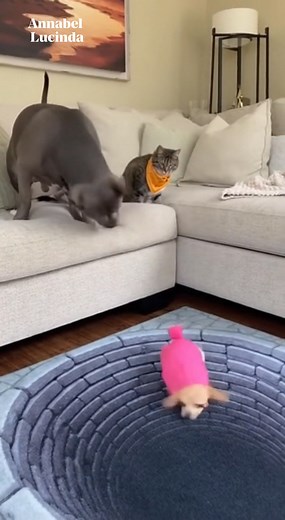 Princess Screamed Like She Was Dying… But It Was JUST A CARPET 😂🔥 #princessandtobby #brunothepitbull #illusioncarpet #funnypetss #PetChaos #viralpets #dogprank #catreaction #opticalillusion This video is completely safe and playful. All pets are supervised and treated with love. The reactions are natural, funny, and harmless. No animals were harmed during this recording. | Annabel Lucinda