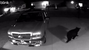 Check out this black bear strolling through an Upstate man's driveway