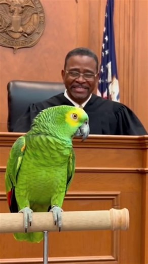 Funny parrot talking #funnyvideos #parrot #funn | Robin Boucher