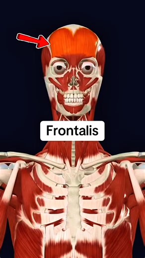 Frontalis muscle #muscle #anatomy 👨‍⚕️🏋️‍♀️ | Dr. Ishtiaque Arafat
