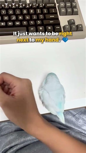 My Bird Just Wanted a Tiny Hug... So Wholesome! 🥺💙