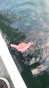 83K views · 506 reactions | Giant grouper #fbreelsvideo #viral #grouper #viralreel #RenzSpearfishing | Renz Spearfishing | Facebook