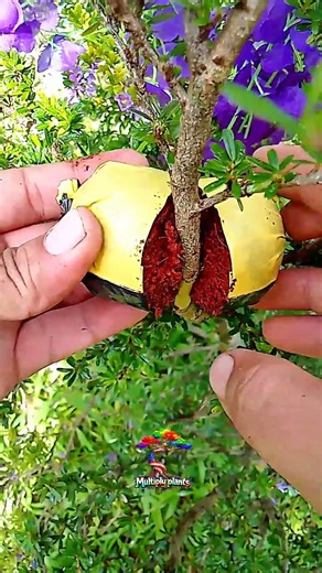 simple air Layering method 🌿 #airlayering #plant #plantpropagation