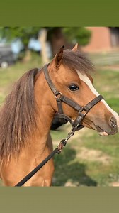 www.minihorsesales.com | Mini Horse Sales LLC | Facebook