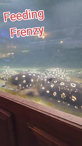 37K views · 456 reactions | stingray feeding frenzy #stingray #fish #aquarium #fishing #reels | Ohio Fish Rescue | Facebook