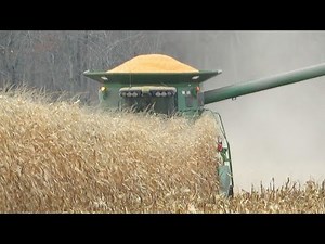 Corn Harvest 2020 | John Deere 9560STS Combine Harvesting Corn | Ontario, Canada