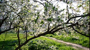 Flowering plum trees in park at spring