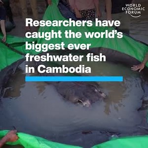 8.5K views · 131 reactions | What a catch!  Learn more about this...