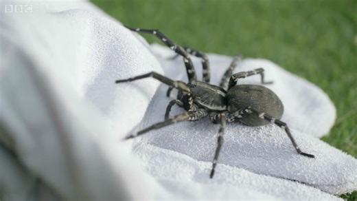 世界上最稀少的狼蛛Hogna ingens - BBC